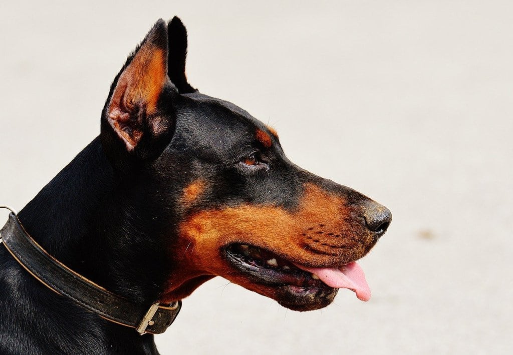 Les avantages des croquettes light pour le maintien du poids du chien